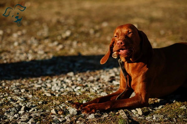 Vizsla