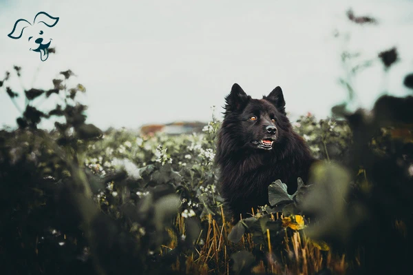 Schipperke Image 2