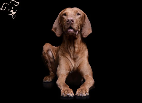 Vizsla Image 2