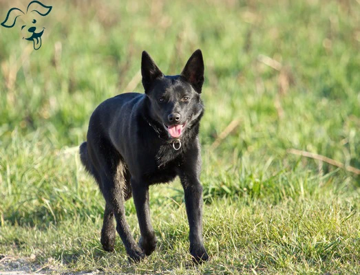 Schipperke Image 3