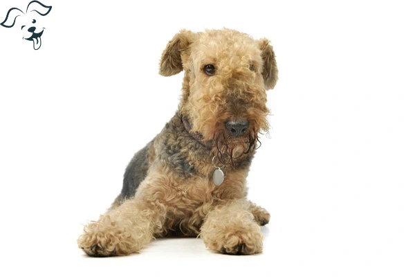 Welsh Terrier