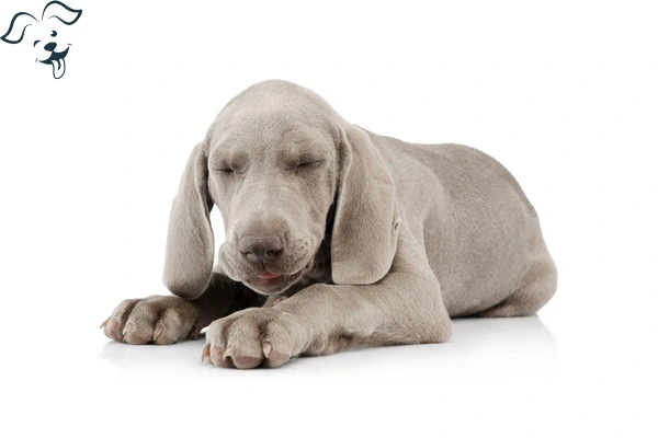 Weimaraner