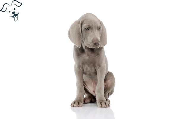 Weimaraner Image 2
