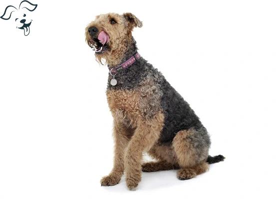 Welsh Terrier Image 2