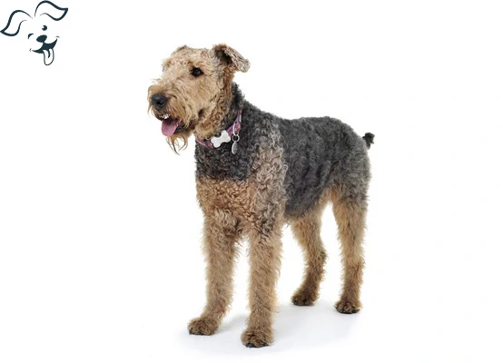 Welsh Terrier Image 3