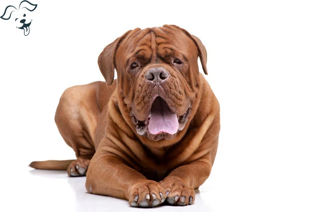 Chinses Shar-Pei Image 2