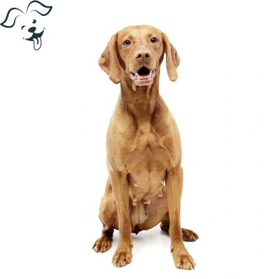 Vizsla Image 3