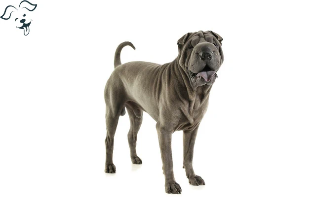 Chinses Shar-Pei Image 4