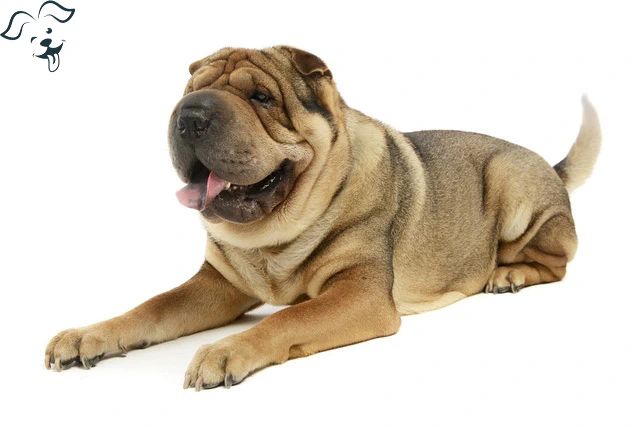 Chinses Shar-Pei Image 3