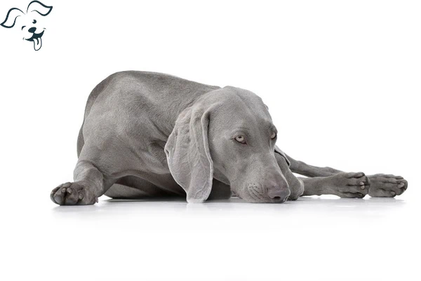Weimaraner Image 3