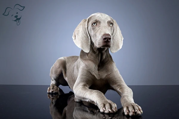 Weimaraner Image 4