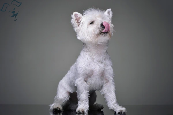 West Highland White Terrier