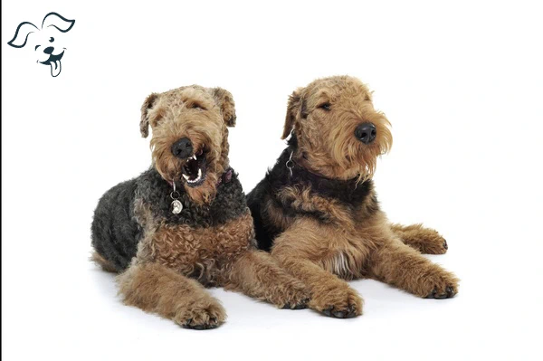 Welsh Terrier Image 4