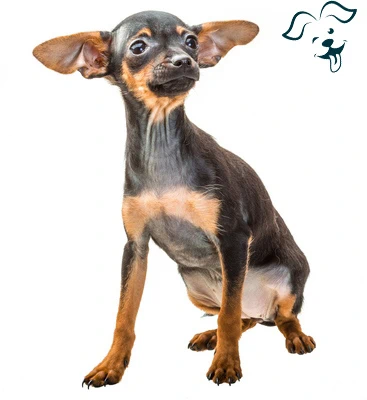 Manchester Terrier (Toy) Image 2
