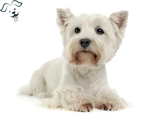 West Highland White Terrier Image 2
