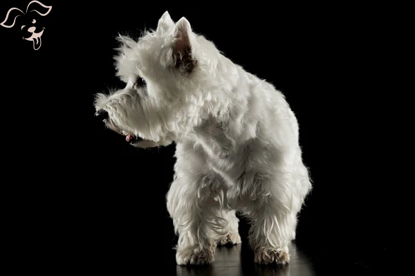 West Highland White Terrier Image 3