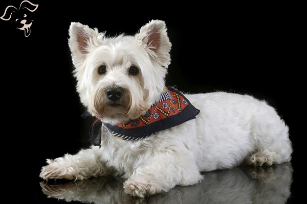West Highland White Terrier Image 4