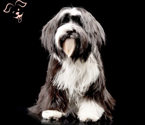 Tibetan Terrier