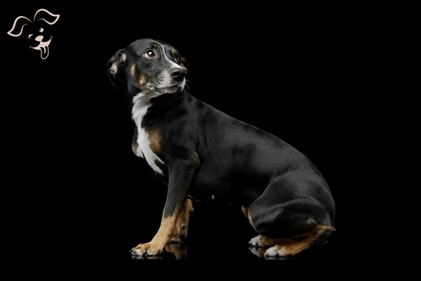 Transylvanian Hound
