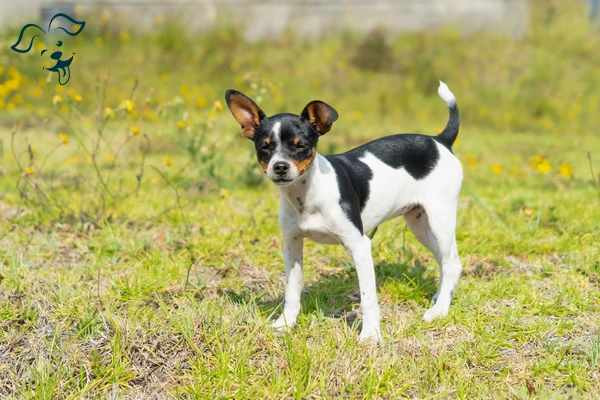 Toy Fox Terrier