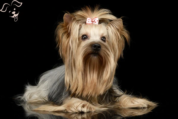 YORKSHIRE TERRIER