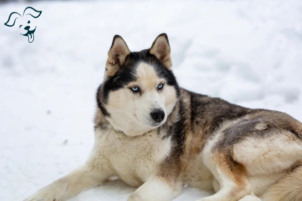 Yakutian Laika