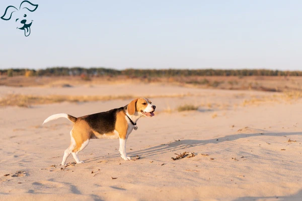 Treeing Walker Coonhound