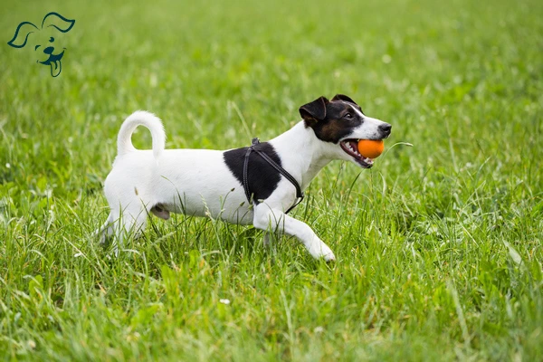Toy Fox Terrier Image 2