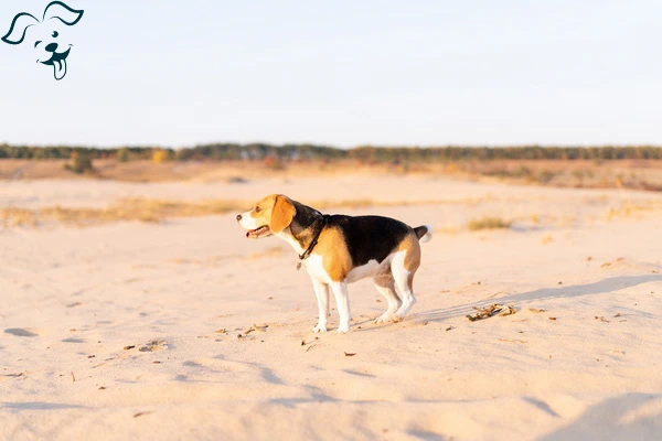 Treeing Walker Coonhound Image 2