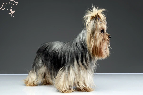 YORKSHIRE TERRIER Image 2