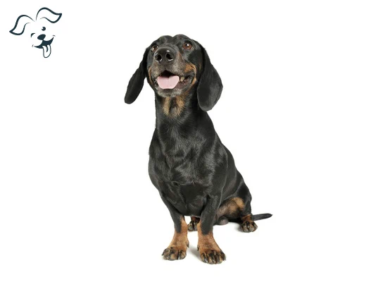 Transylvanian Hound Image 2