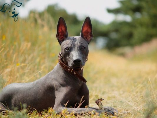 Xoloitzcunitli Image 2
