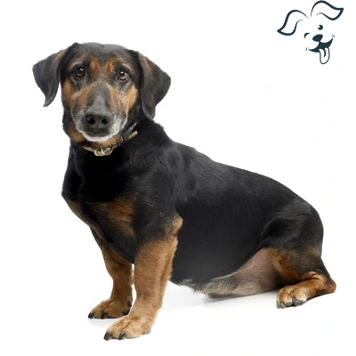 Transylvanian Hound Image 3