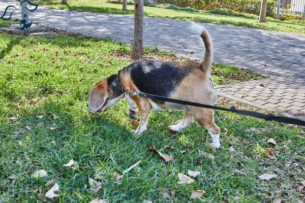 Treeing Walker Coonhound Image 3