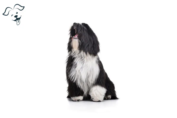 Tibetan Terrier Image 3