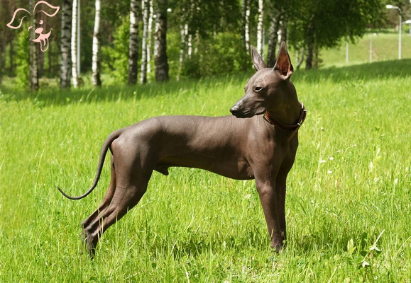 Xoloitzcunitli Image 3