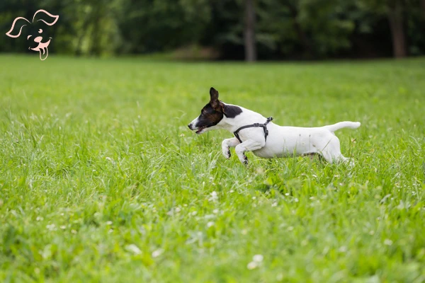 Toy Fox Terrier Image 3