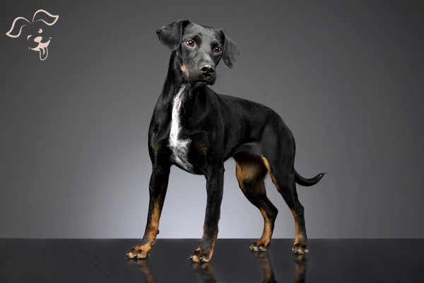 Transylvanian Hound Image 4