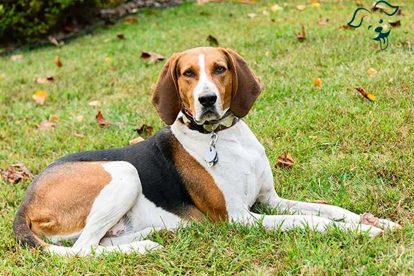 Treeing Walker Coonhound Image 4