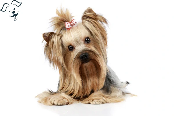YORKSHIRE TERRIER Image 4