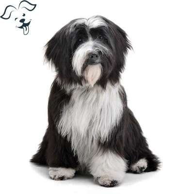 Tibetan Terrier Image 4