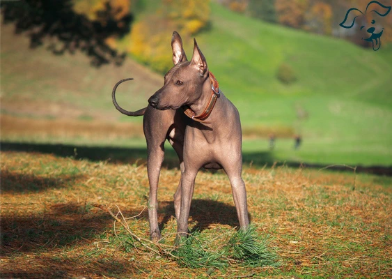 Xoloitzcunitli Image 4