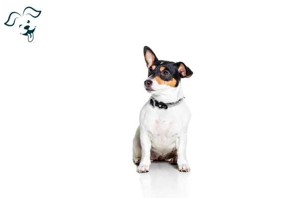 Toy Fox Terrier Image 4
