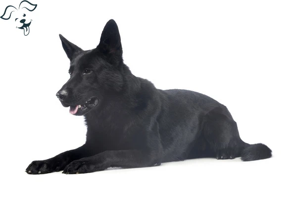 Schipperke Image 4
