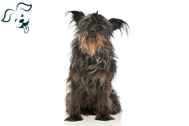 Affenpinscher Image 1