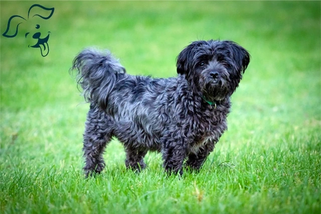 Affenpinscher Image 4