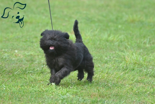 Affenpinscher Image 2