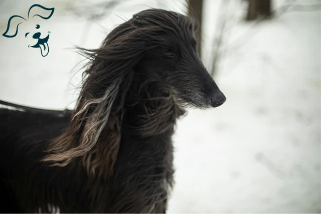 Afghan Hound Image 2