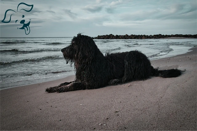 Afghan Hound Image 3