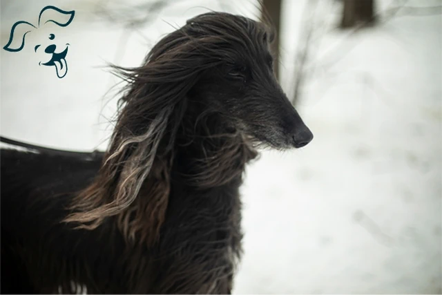 Afghan Hound Image 4